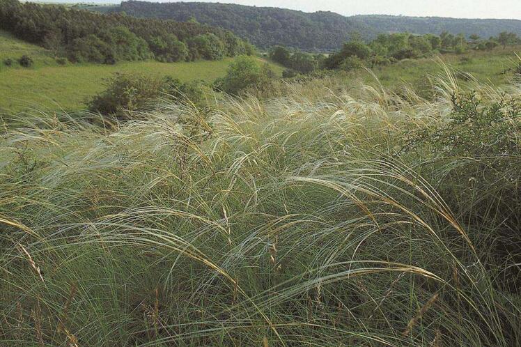  p>天山针茅主要分布于新疆地区. /p>