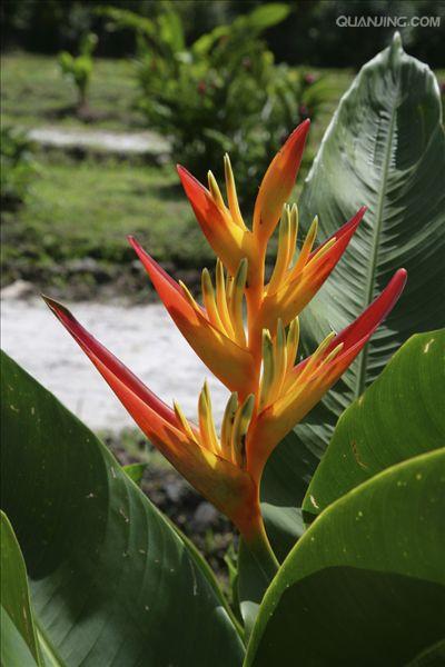  p>芭蕉科(musaceae), a href="#" data-lemmaid="7286744">单子叶