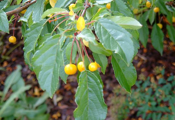  p>花叶海棠(学名: i>malus transitoria /i> (batalin) c. k.
