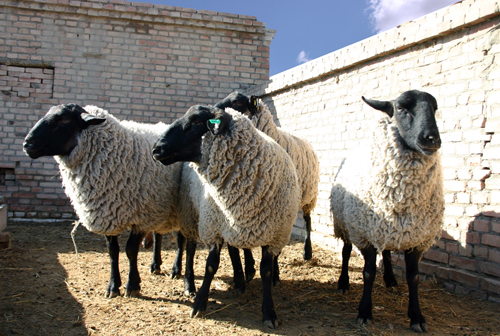 玛纳斯萨福克羊