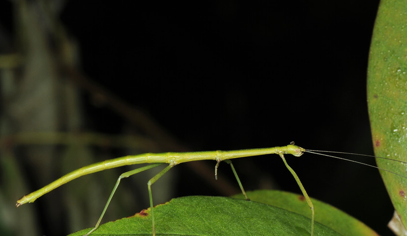  p>竹节虫,竹节鞭,属 a target="_blank" href="/item/有翅亚纲