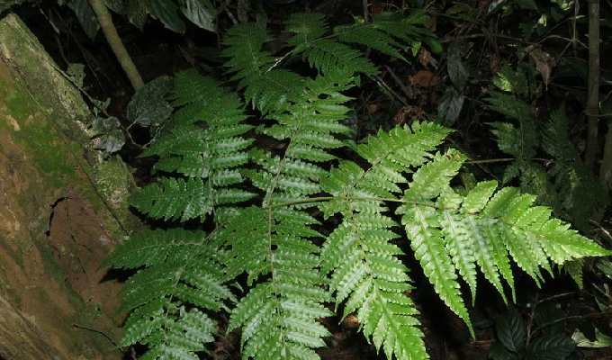  p>黄腺羽蕨(学名: i>pleocnemia winitii  /i>holtt.