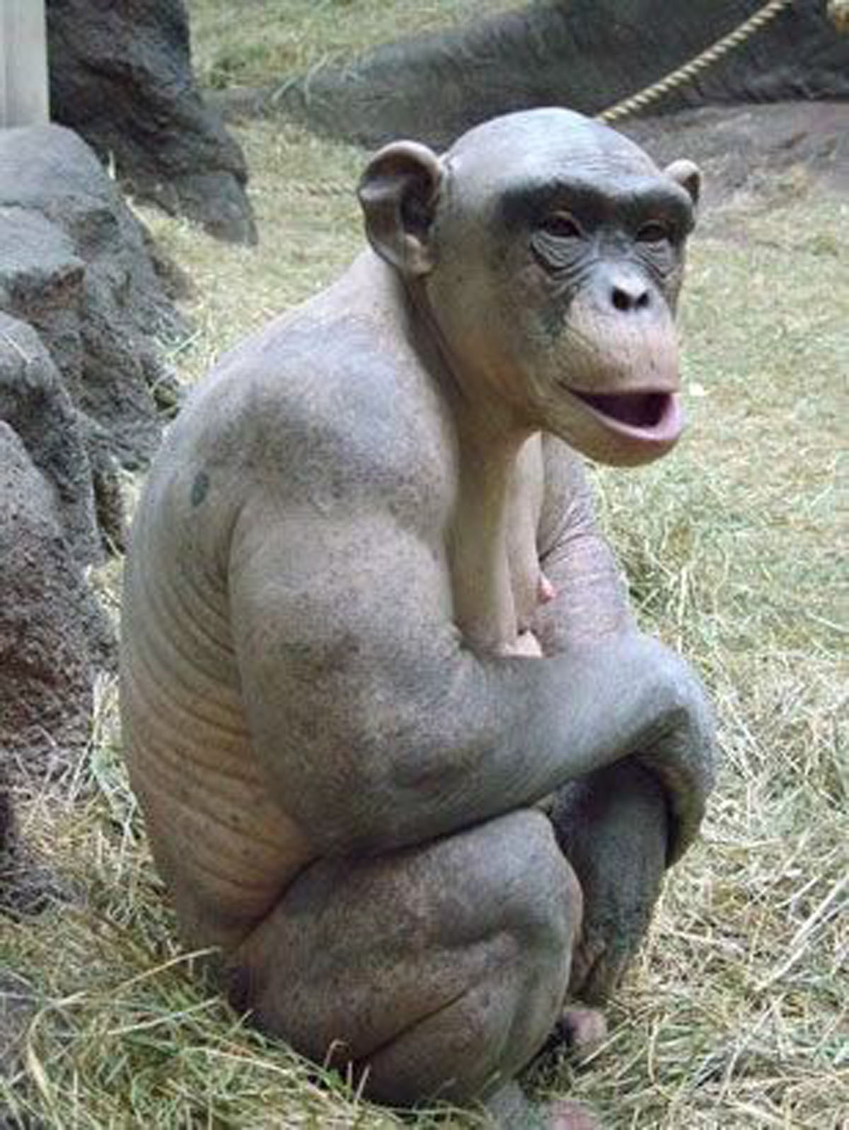 无毛猿属猿类,外形奇特身体上不长毛发,而且是半<a target="