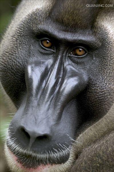mandrillus leucophaeus