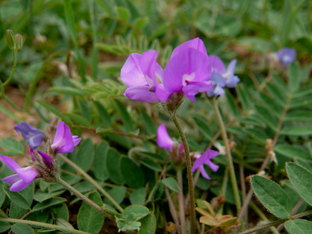  p>米口袋属(学名:gueldenstaedtia fisch)是 a target="_blank" href