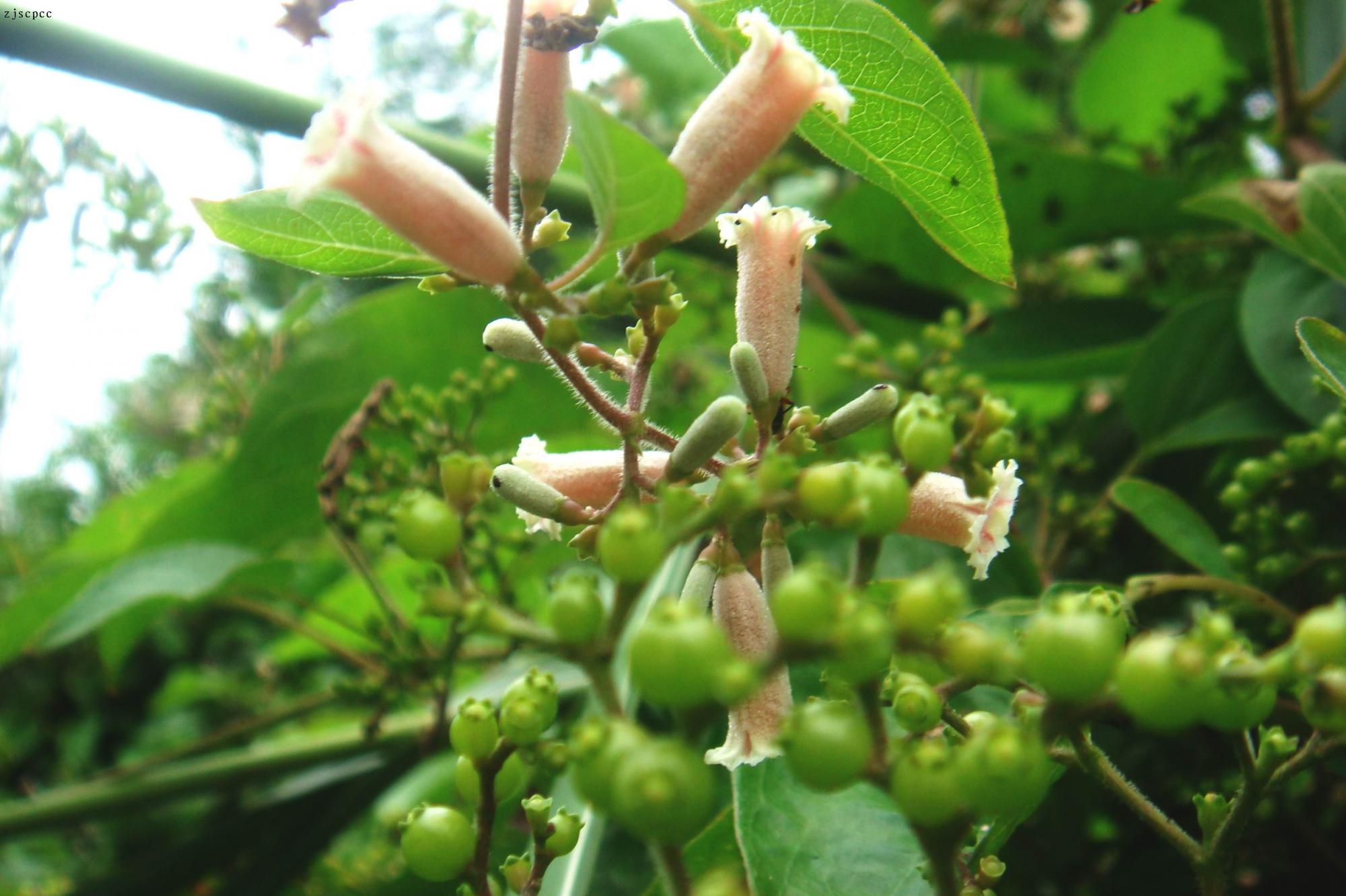 是茜草科,鸡屎藤属藤状 a target="_blank" href="/item/灌木