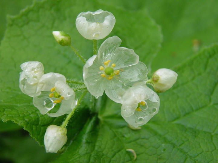 skeleton flower