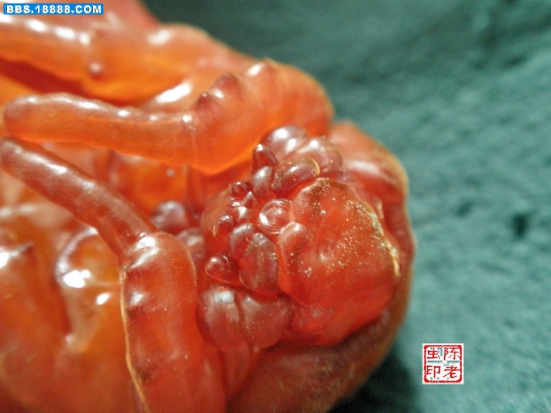  p>细角疣犀金龟所知共有五个亚种, 全部分布于中国云南广西到 a href