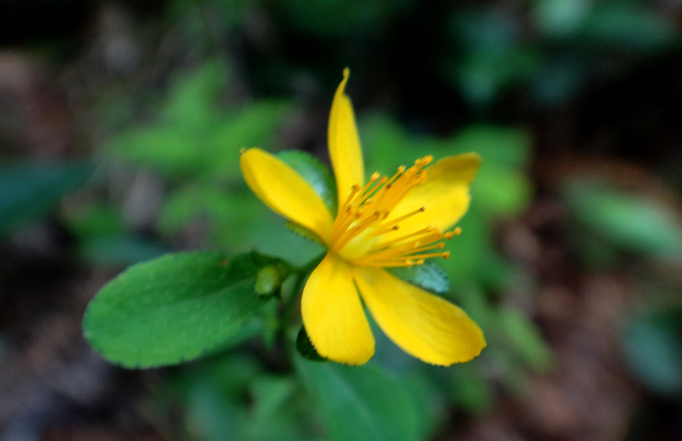  p>扬子小连翘(学名:hypericum faberi r.