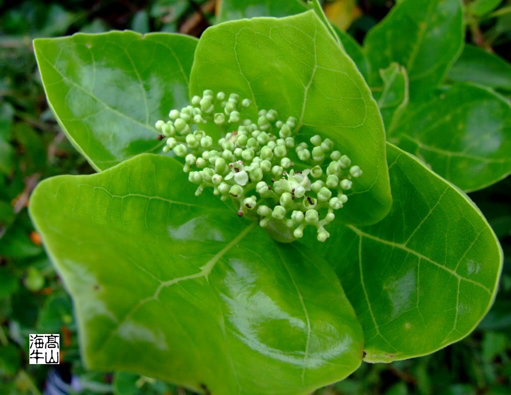 叶片卵状披针形至披针形,长1.