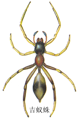  p>吉蚁蛛,myrmarachne gisti fox, 1936,为蜘蛛目(araneae) a href="