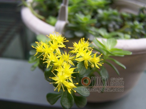  p>凹叶景天(拉丁文名: i>sedum emarginatum migo /i>)别名: a href=