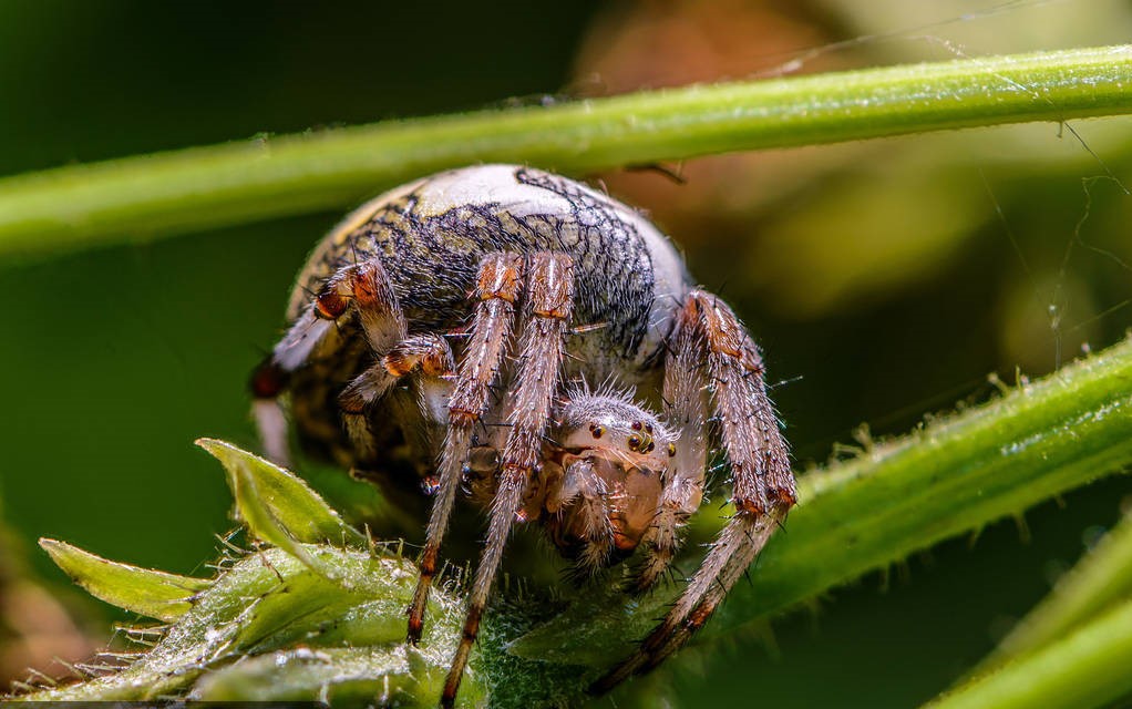  p>巢圆蛛(araneus nidus yin et gong,1996)是园蜘科,新园蛛属的一种