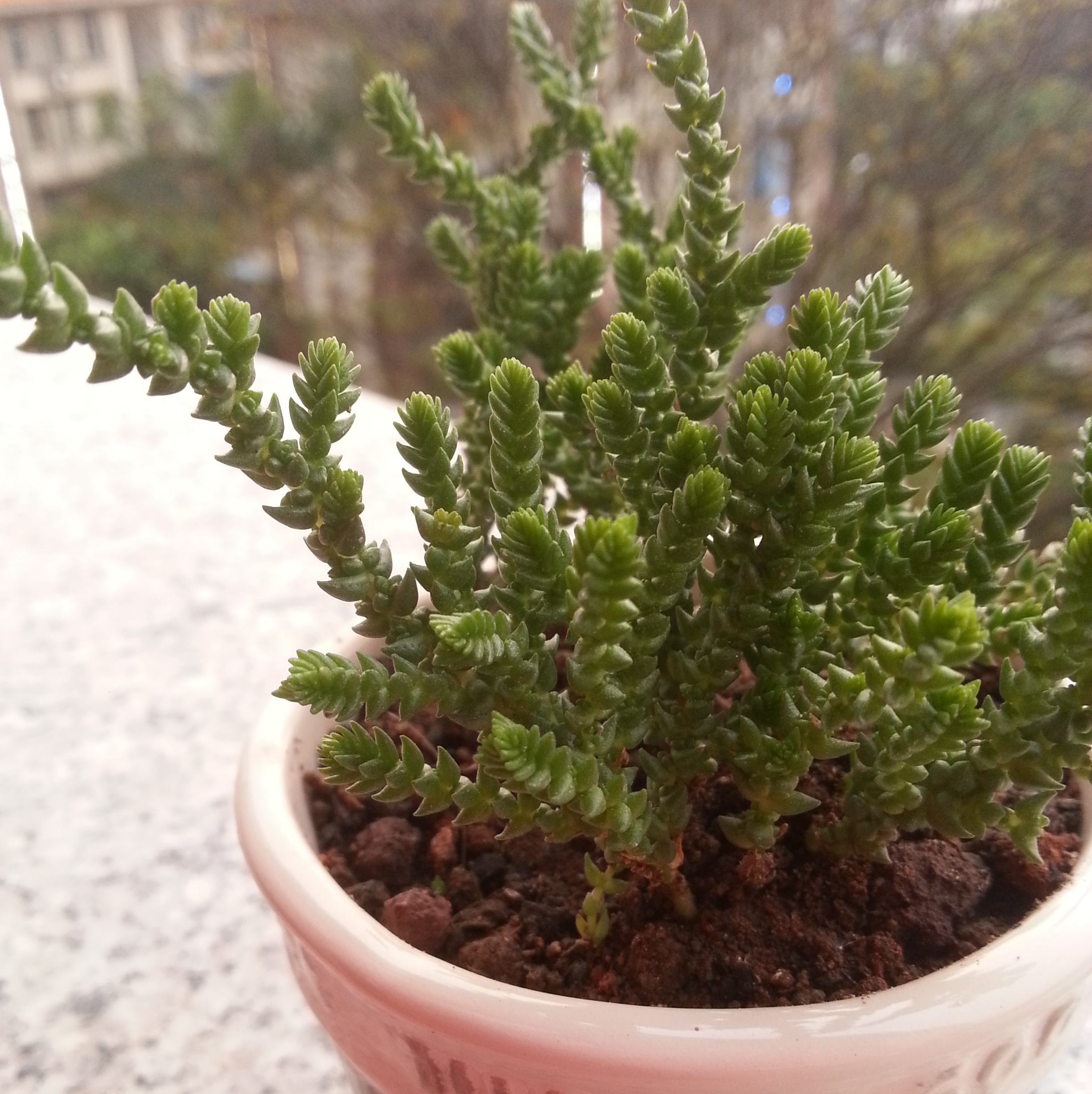 青锁龙属(景天科青锁龙属)