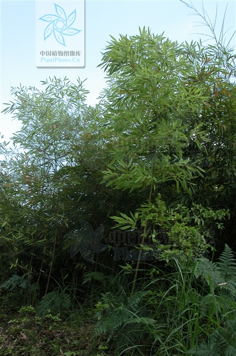  p>密毛箭竹(学名:fargesia plurisetosa wen)属箭竹属禾本科植物