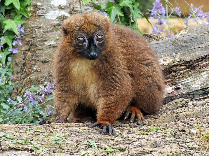  p>红领美狐猴(学名: i>eulemur collaris /i>):体长39-40厘米,体重2.