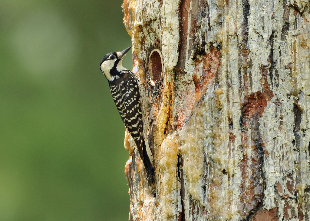  p>红顶啄木鸟分布于北美地区,包括美国,加拿大,格陵兰,百慕大群岛
