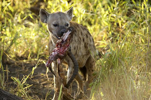  p>斑鬣狗(学名: i>crocuta crocuta /i>):又名斑点鬣狗,体长约95-160