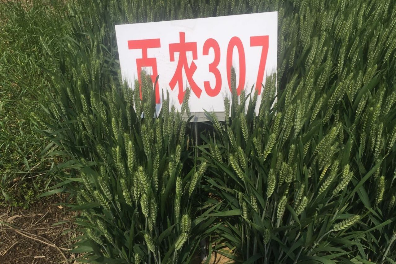 data-lemmaid="4103916">矮抗58 /a>与06-4047杂交后选育成的小麦品种