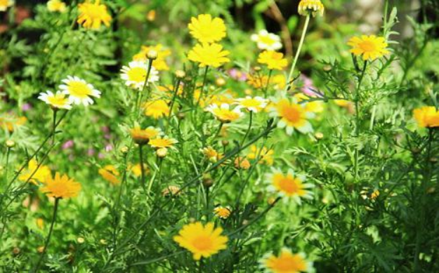 菊科 不仅是看脸而已 百科ta说