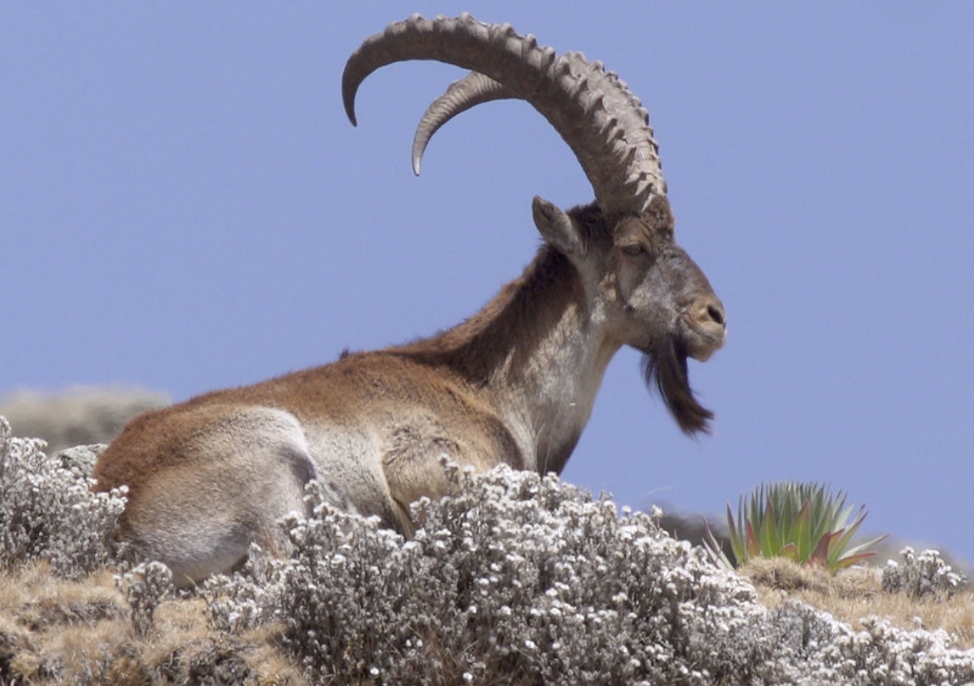  p>瓦利亚野山羊(学名: i>capra walie /i>):是偶蹄目,牛科,山羊属的