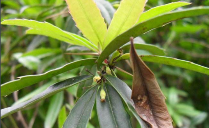 豪猪刺 身有刺花可人名豪横 百科ta说