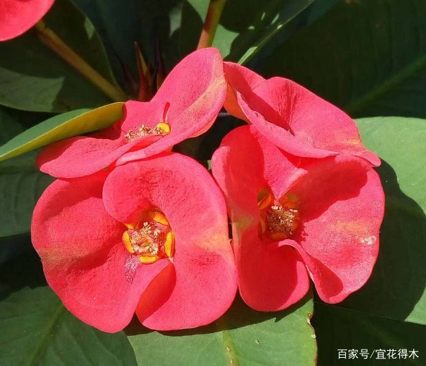 虎刺梅适合嫁接什么 常见品种有哪些 百科ta说