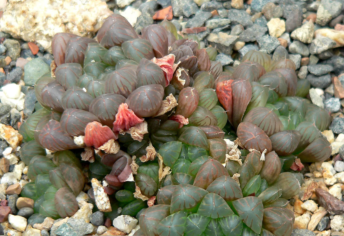  p>玉露(学名: i>haworthia /i>  i>cooperi /i> var.