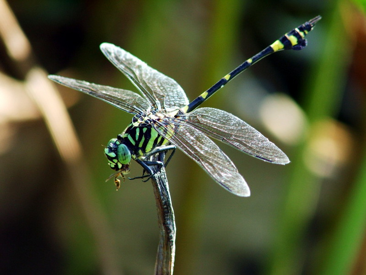 蜻蜓