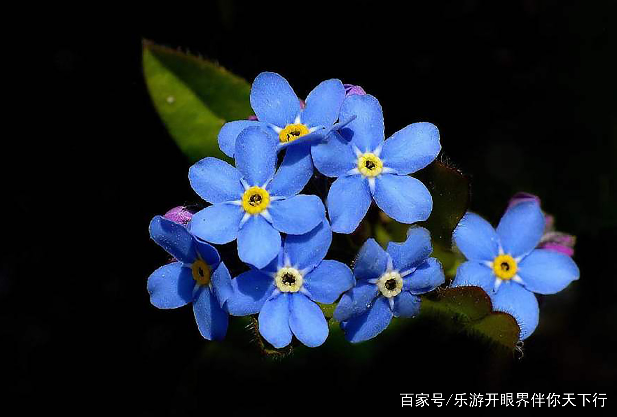 植物趣谈 勿忘我草象征爱情的花 百科ta说