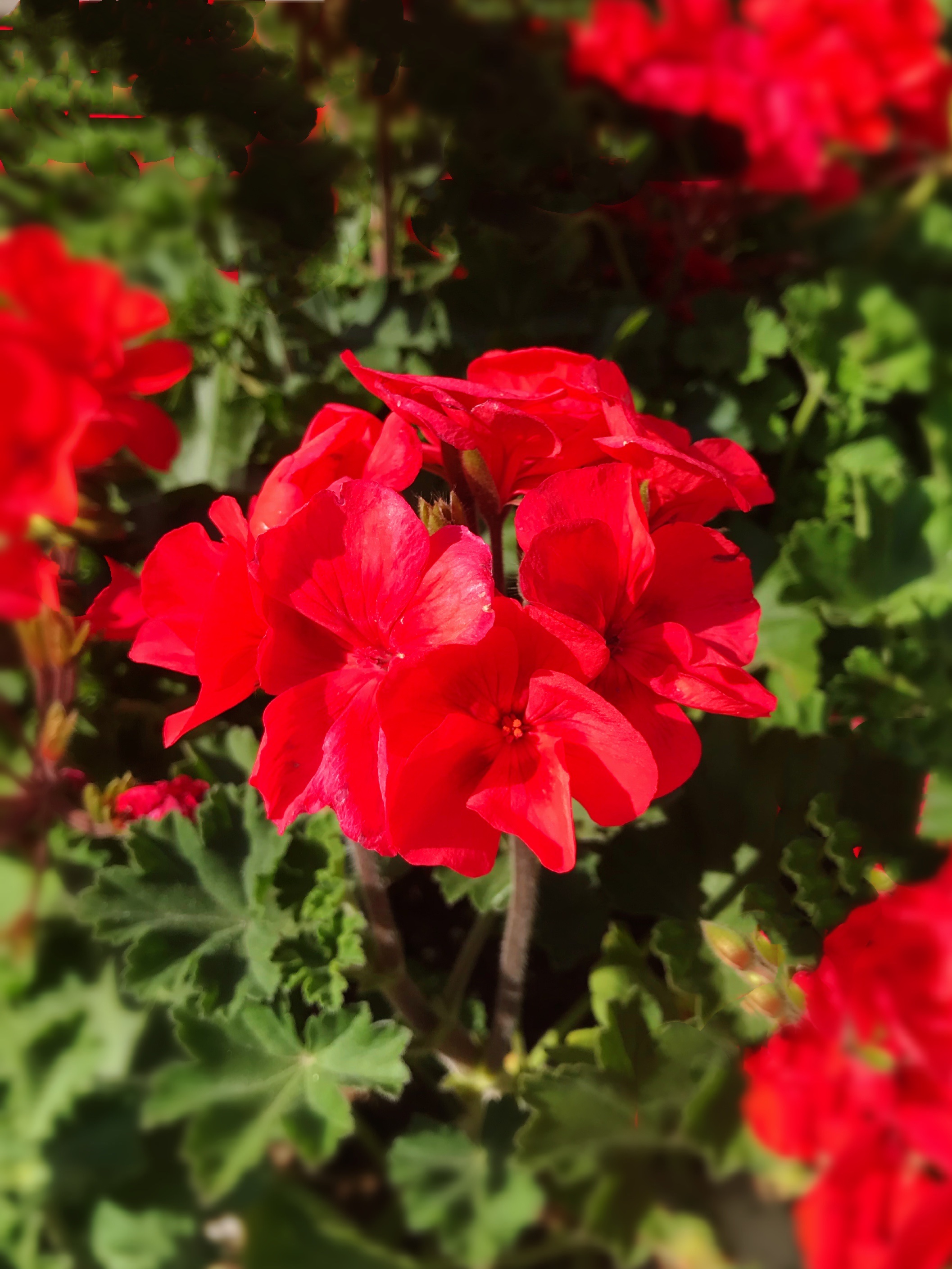 天竺葵(红色花)