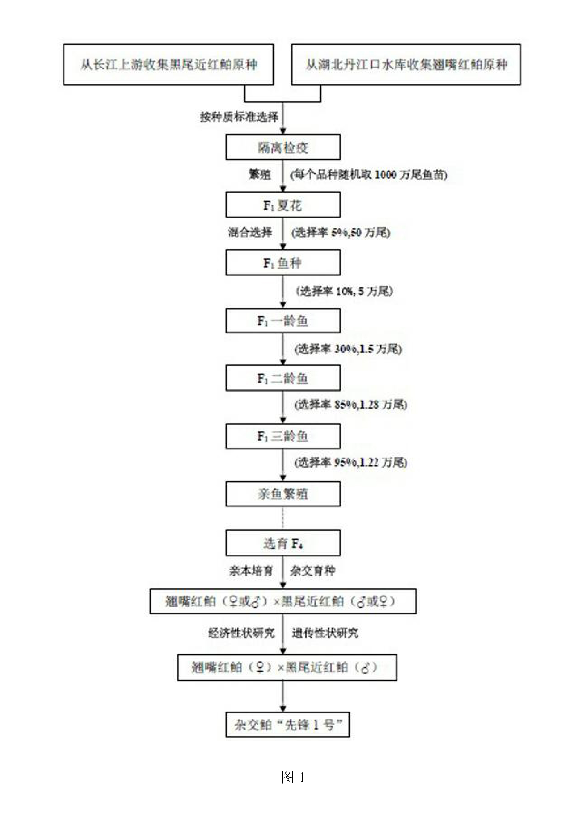 一种翘嘴红鲌与黑尾近红鲌间远缘杂交育种方法