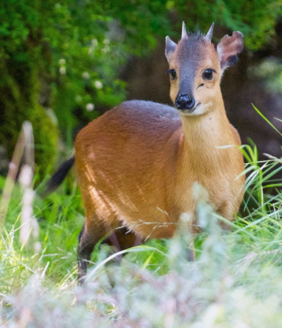  p>红腰小羚羊(学名: i>cephalophus rufilatus /i>):是偶蹄目,牛科