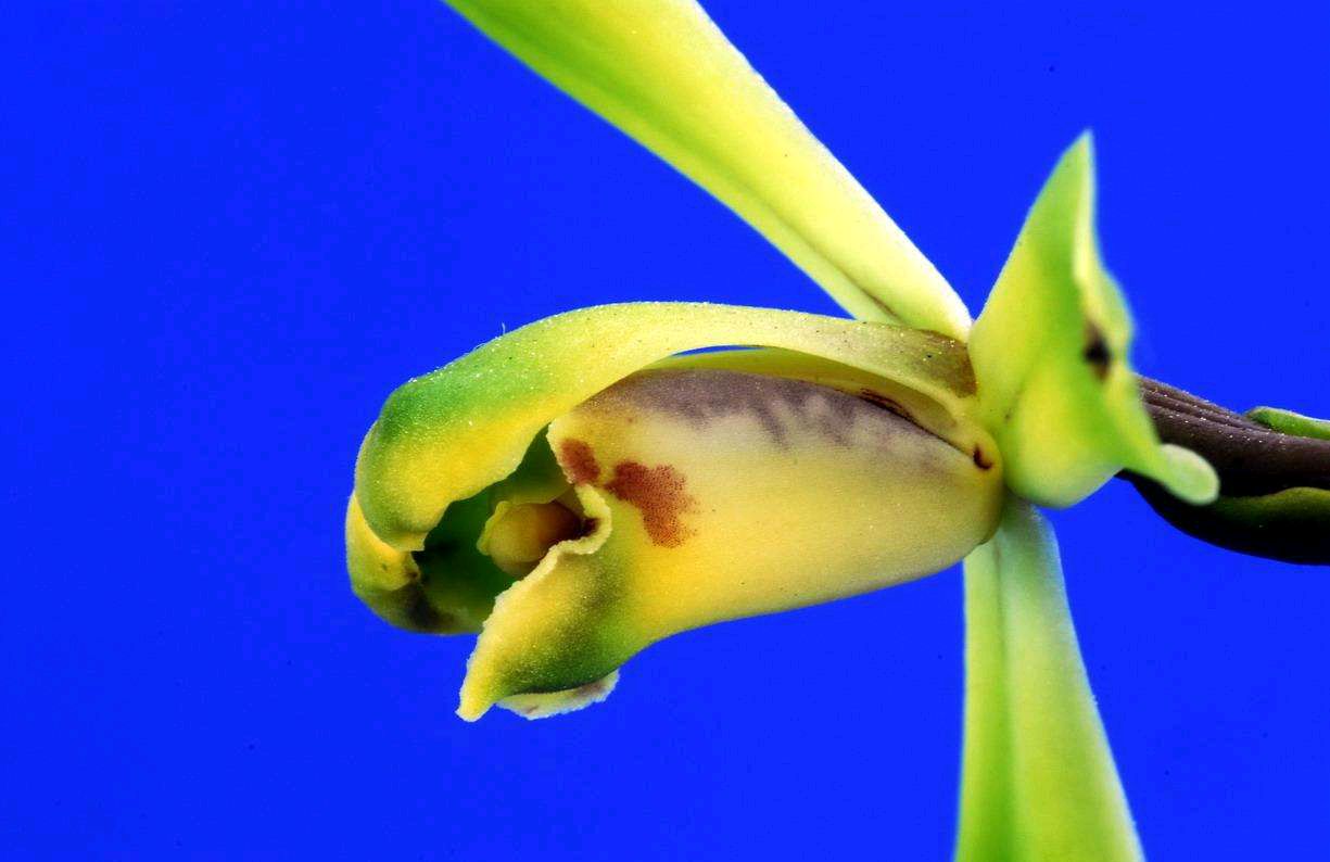 一花一世界 一叶一菩提 奇花异草端梅 花语文化高贵句子 百科ta说