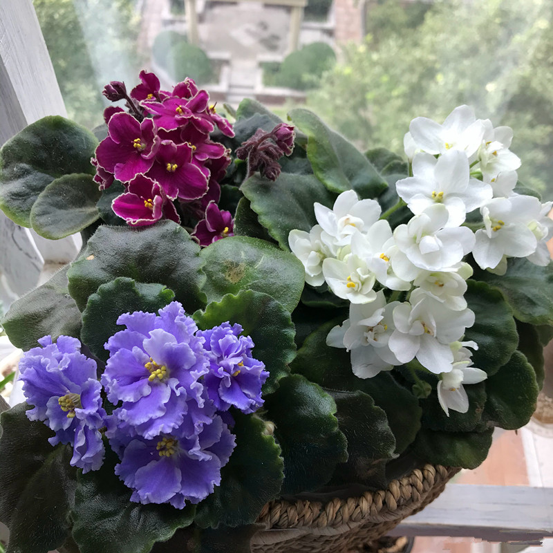 八种会开花的室内盆栽 养护简单 花期长 比绿萝吊兰更值得拥有 百科ta说