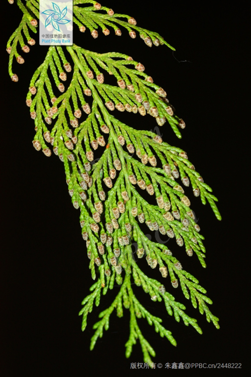 柏木（柏科柏木属植物）_百度百科