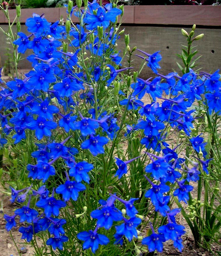  p>翠雀(学名: i>delphinium grandiflorum  /i>l.