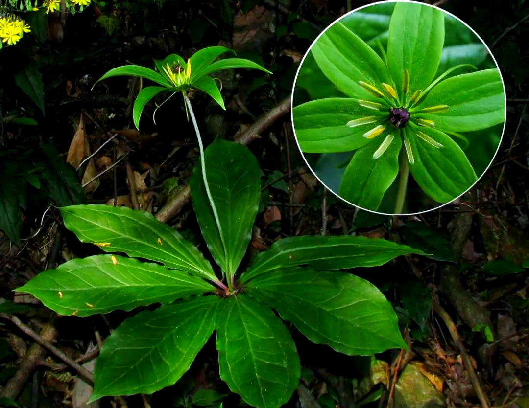 七叶一枝花（藜芦科重楼属植物）_百度百科