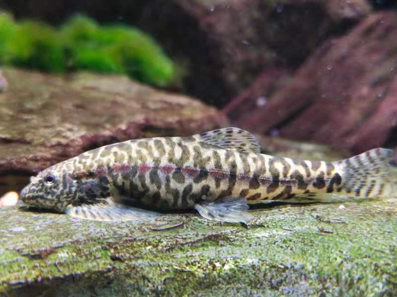  p>中华近原吸鳅, i>erromyzon /i>sinensis (chen, 1980),属腹吸鳅科