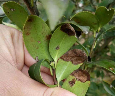 油茶炭疽病