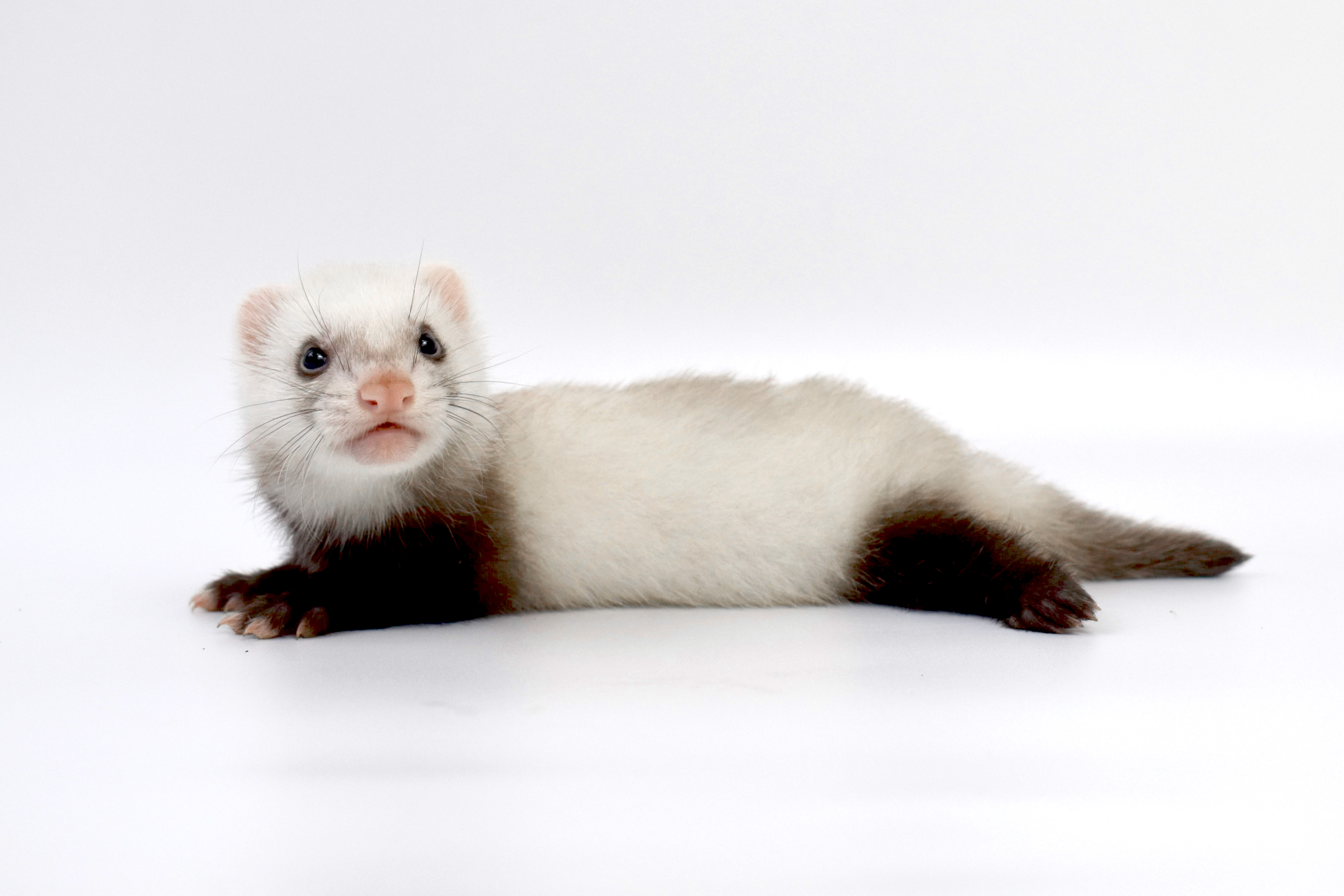 dragon ferret),又称小龙雪貂,属于较常见的宠物貂品牌之一,相比其它