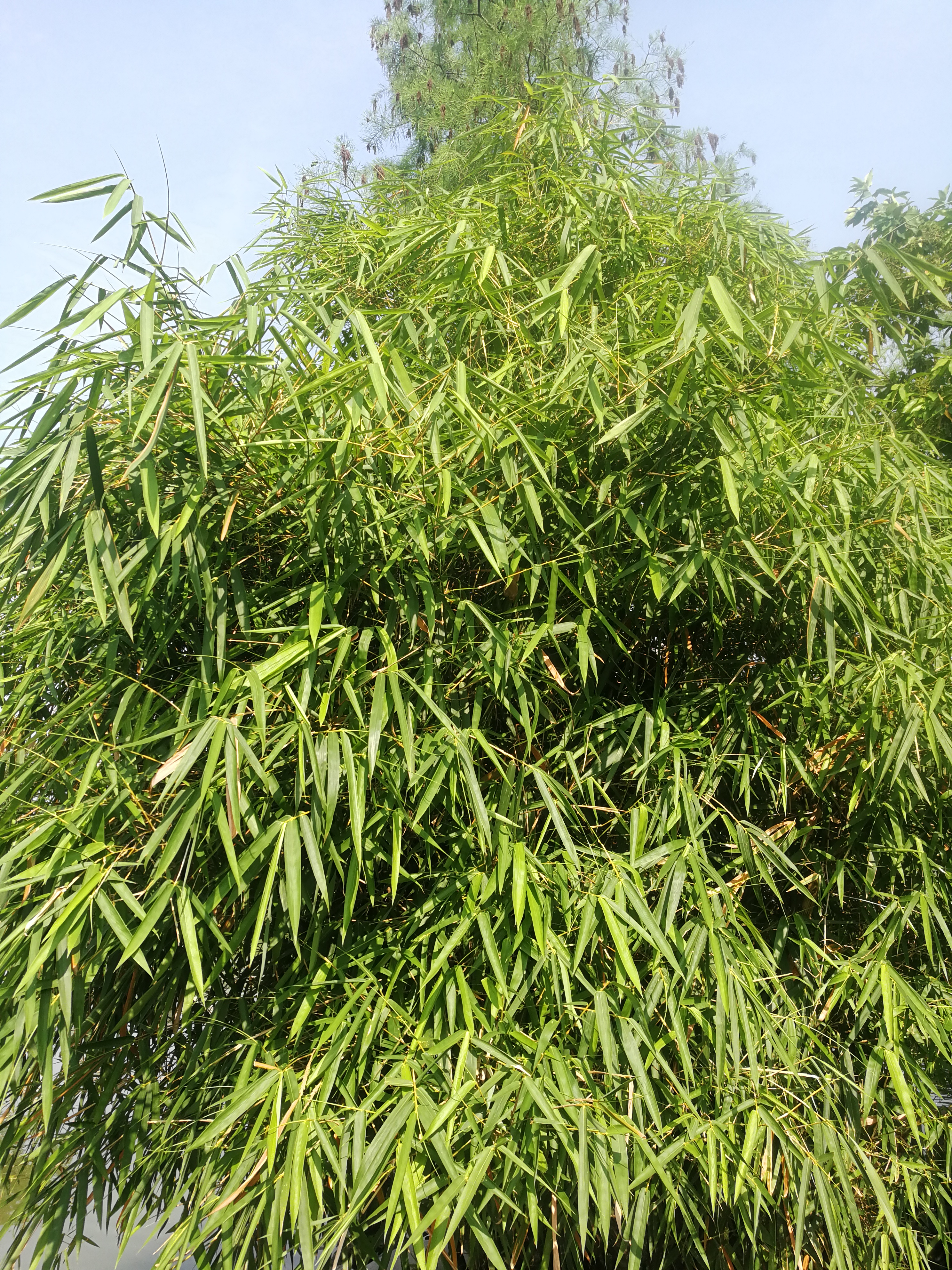 佛肚竹
