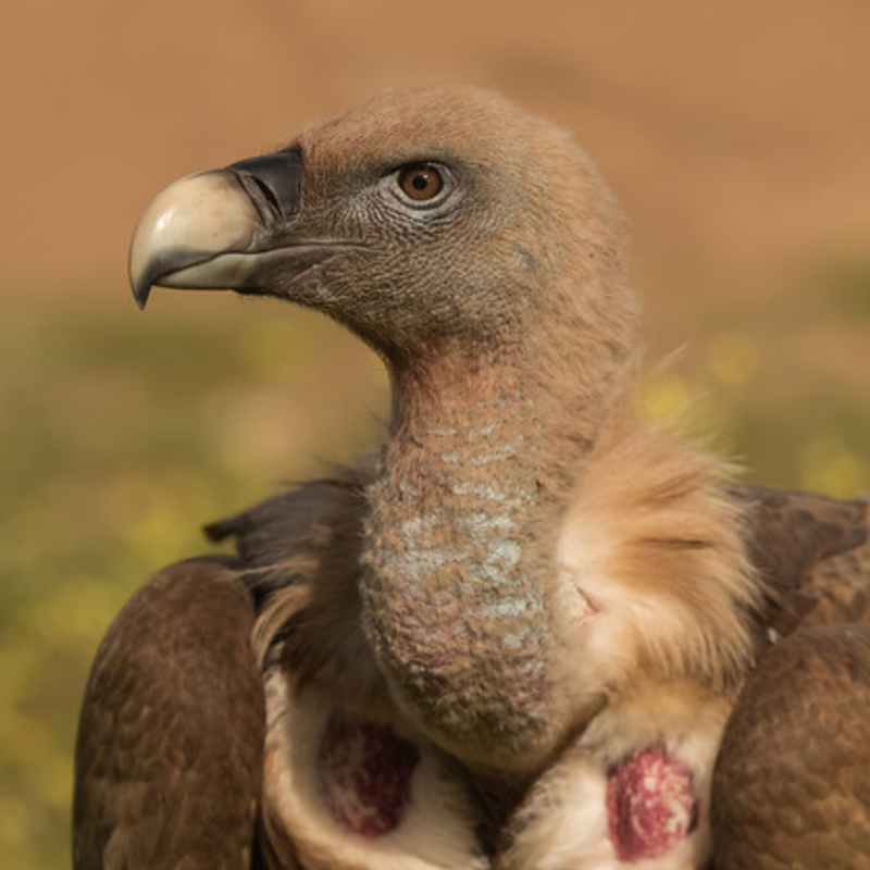  p>兀鹫(学名: i>gyps fulvus /i>):是鹰科,兀鹫属的鸟类.