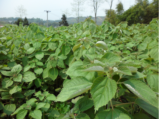  p data-id="t8siz6hvedqa">三都青皮麻是荨麻科,苎麻属种质. /p>