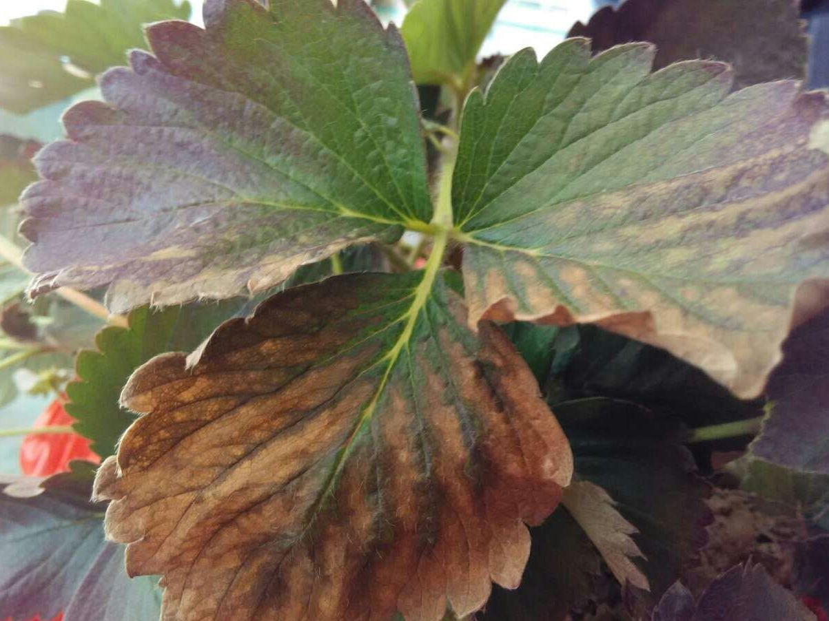 是由暗拟茎点霉侵染所引起的,发生在草莓上的一种真菌性病害