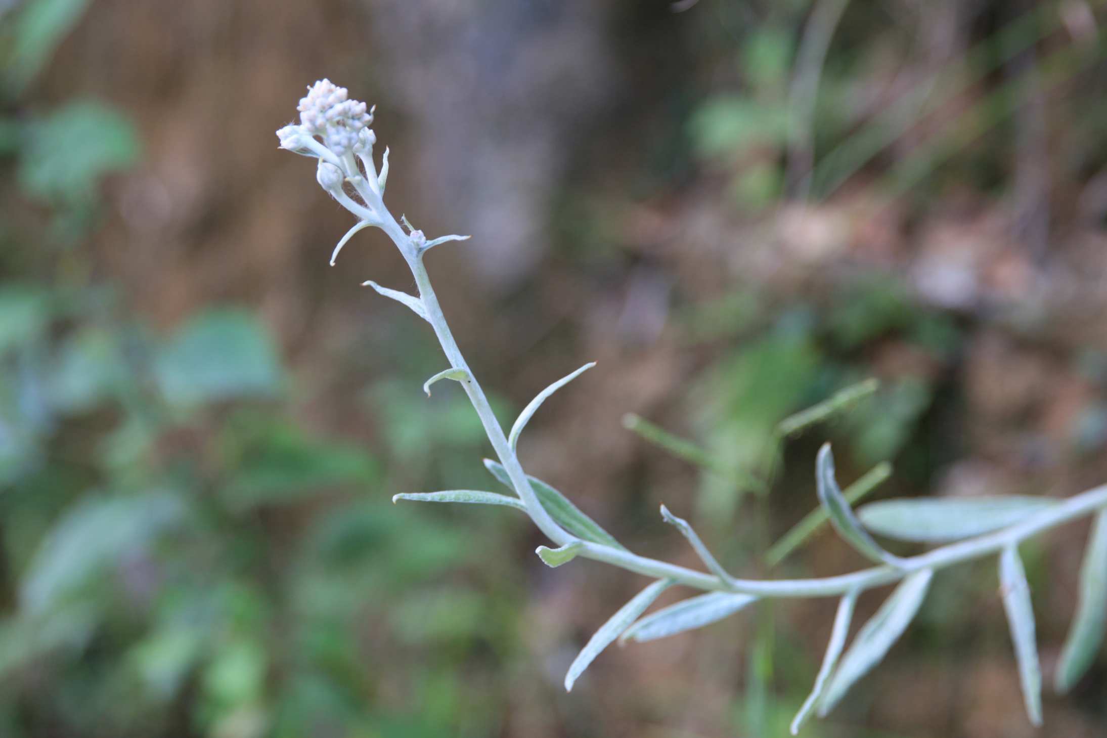  p data-id="tldyk9v7pepo">宽叶鼠曲草( i>pseudognaphalium adnatum