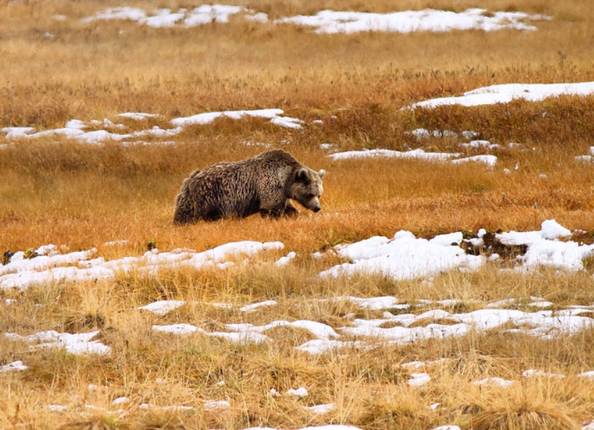 ursus arctos isabellinus