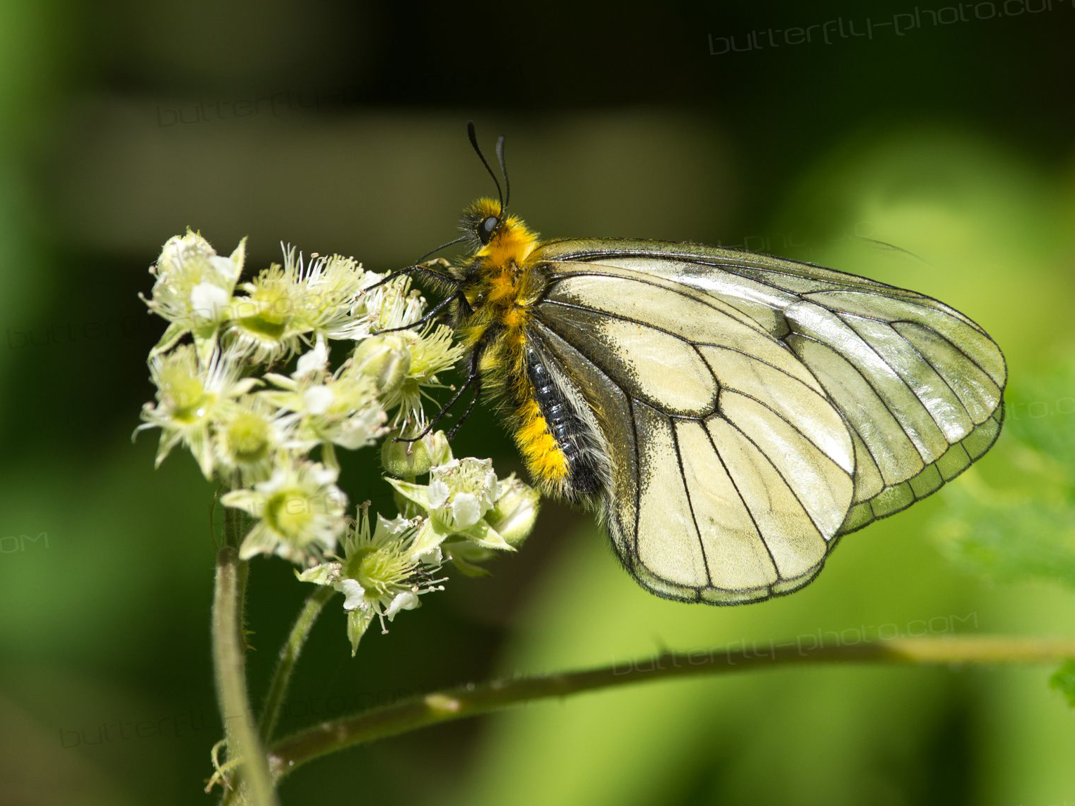 parnassius glacialis