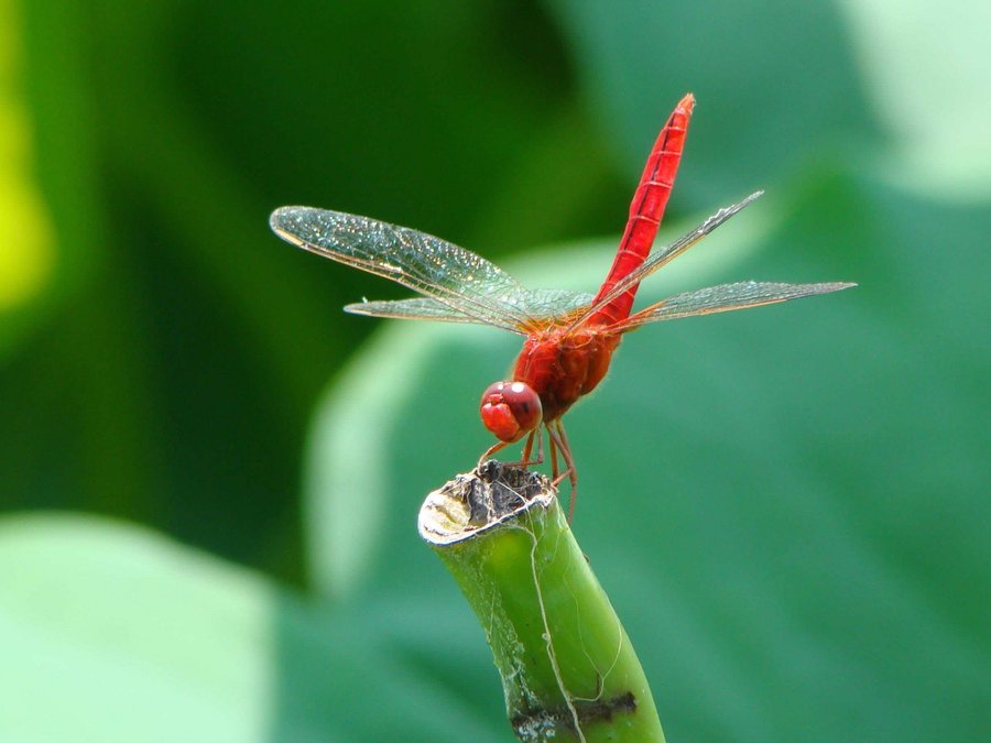 红蜻蜓