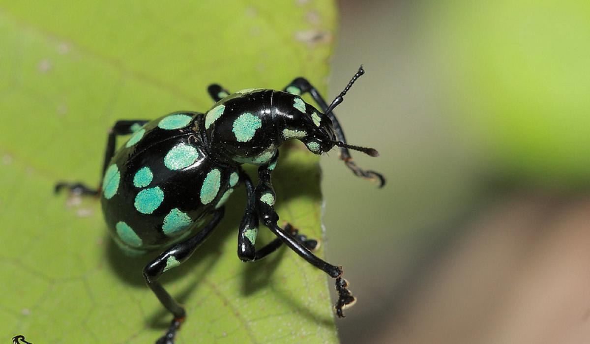 硬象鼻虫是体壳最坚硬的甲虫,不但昆虫针很难刺穿其体背,连成人用手指